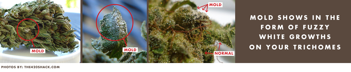Mold on Cannabis