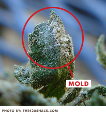 Mold on Cannabis ABcann