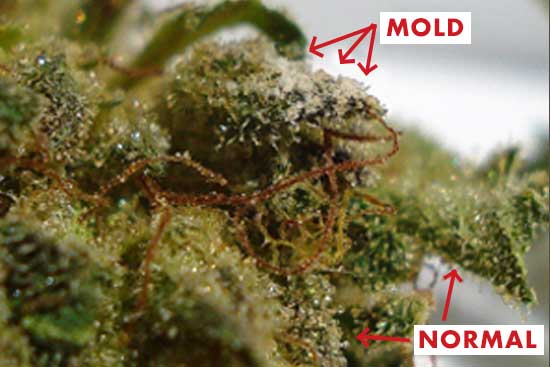 What California is Teaching Us About the Impact of Mold in Cannabis Storage