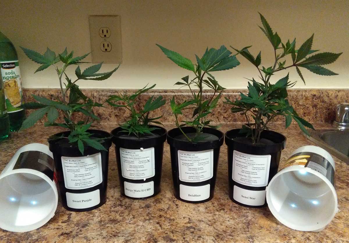 Cannabis growing in Dianna's home.