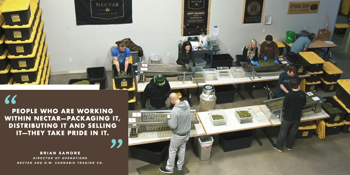 Nectar employees working with cannabis.