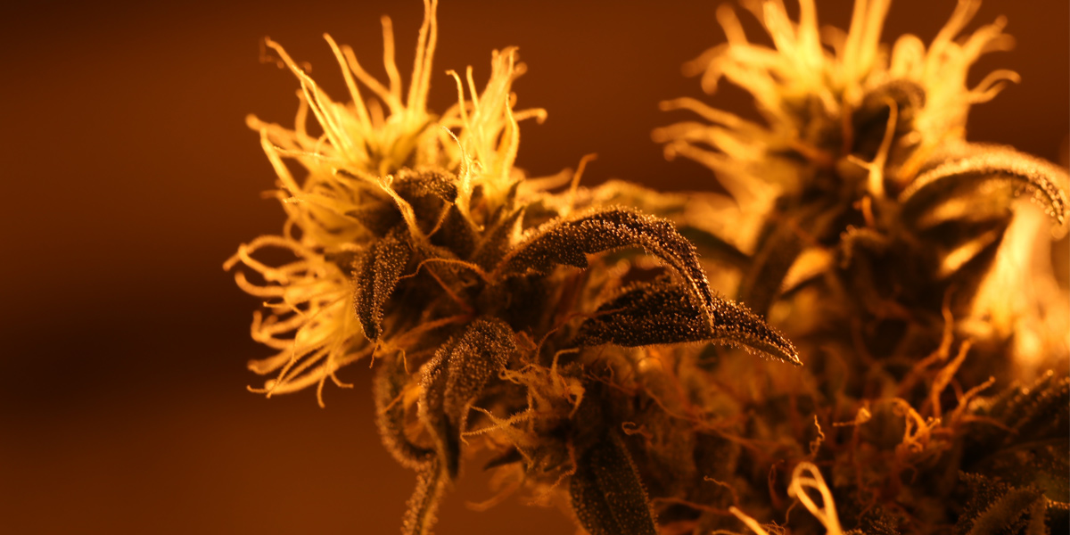 Cannabis in Grow Room