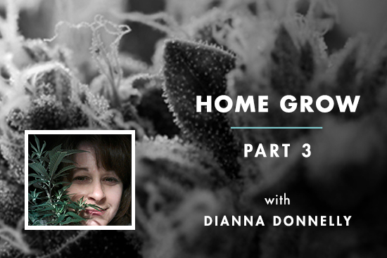 Home Grow #3: Clones Come Home
