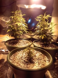 Cannabis Plants in Pots