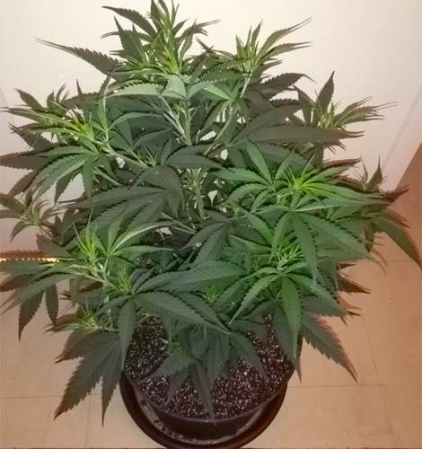 Cannabis ready to flower.