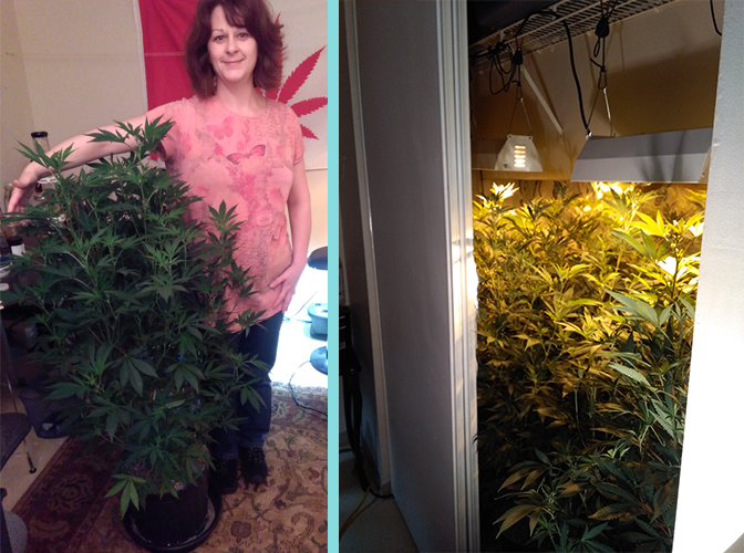 A look at how tall Dianna's cannabis was growing.
