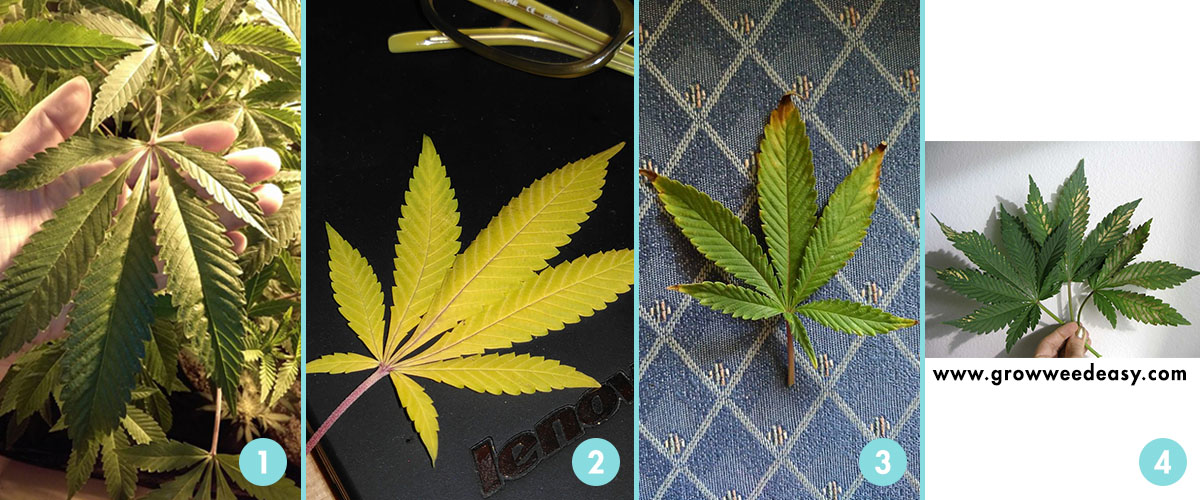 Stages of cannabis leaves.