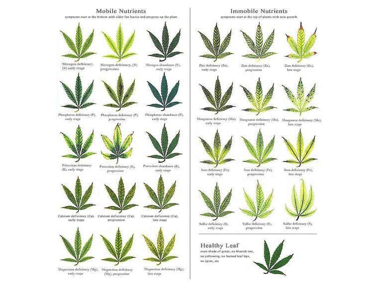 Nutrient cannabis comparison chart