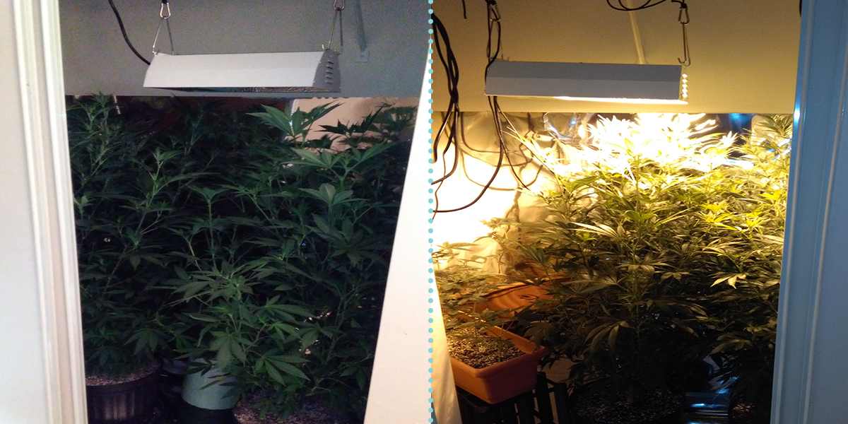 A look at how tall Dianna's cannabis was growing.