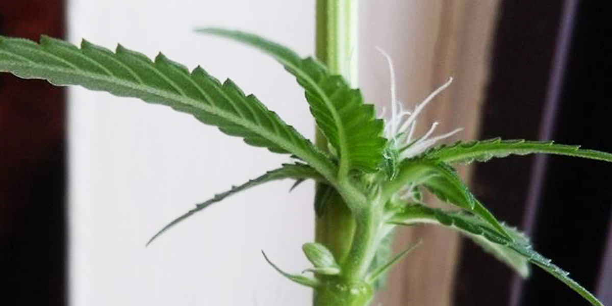 Cannabis_Hermaphrodite_Home_Grow