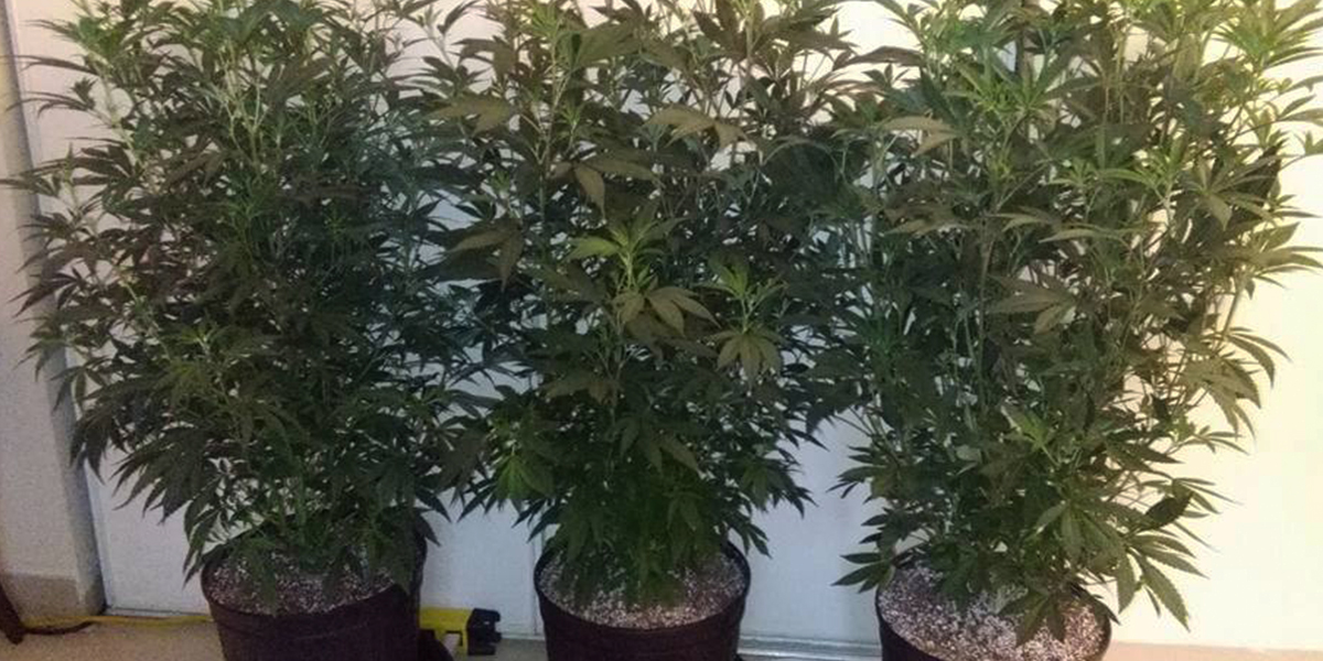 Flowering Cannabis Home Grow