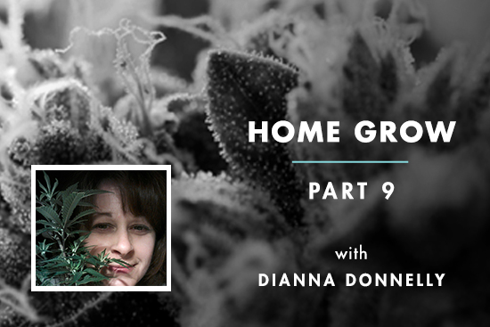 Home Grow #9: Transition to Bloom