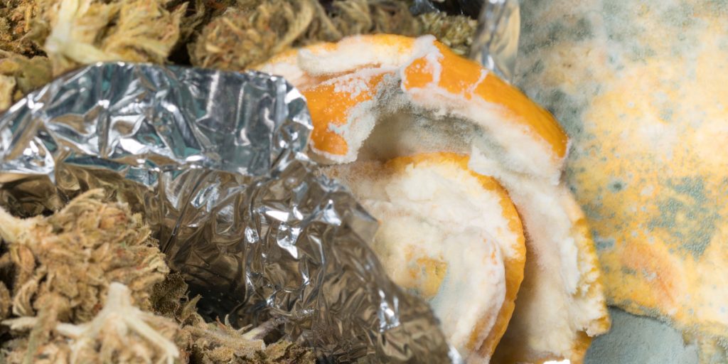 Storing cannabis with orange peels creates the perfect environment for mold to grow. Boveda, the original terpene shield, prevents mold growth in cannabis. 
