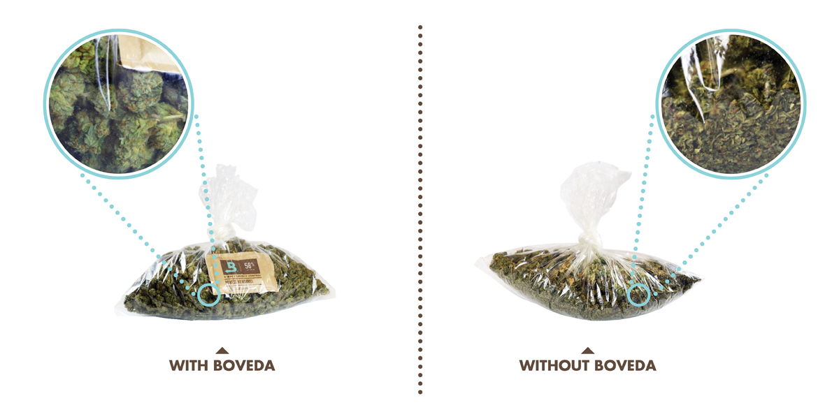 Your cannabis with and without Boveda.