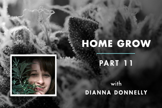 Home Grow #11: 3 Big Problems During Bloom & How to Fix Them