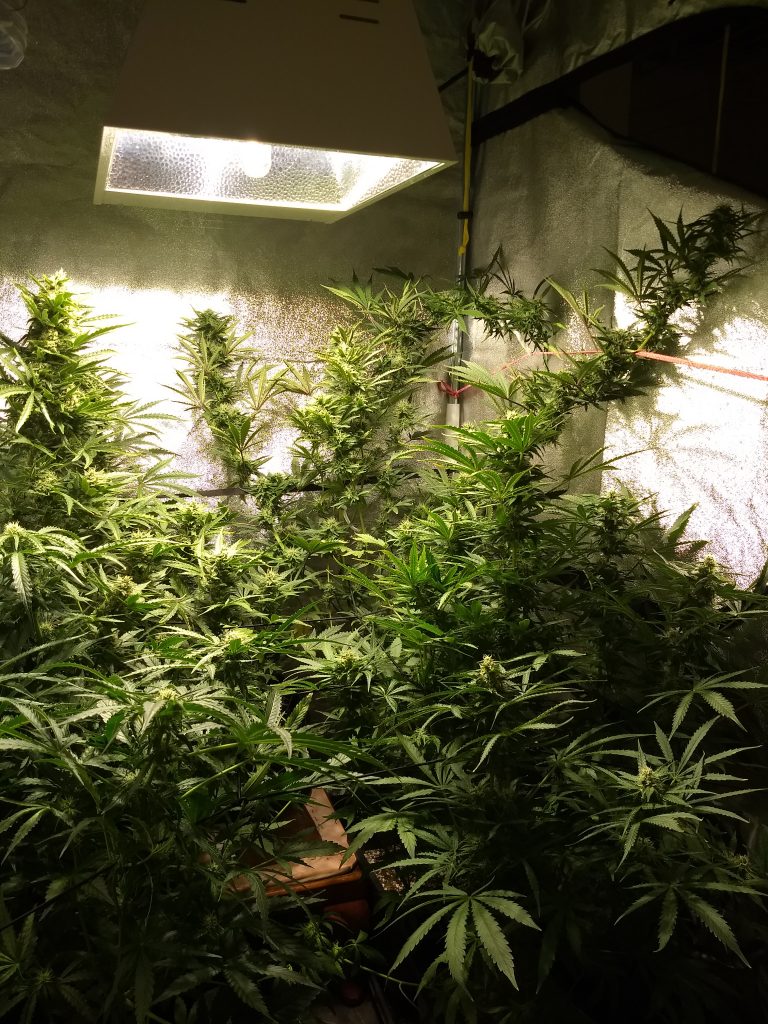 Cannabis growing in a tent.