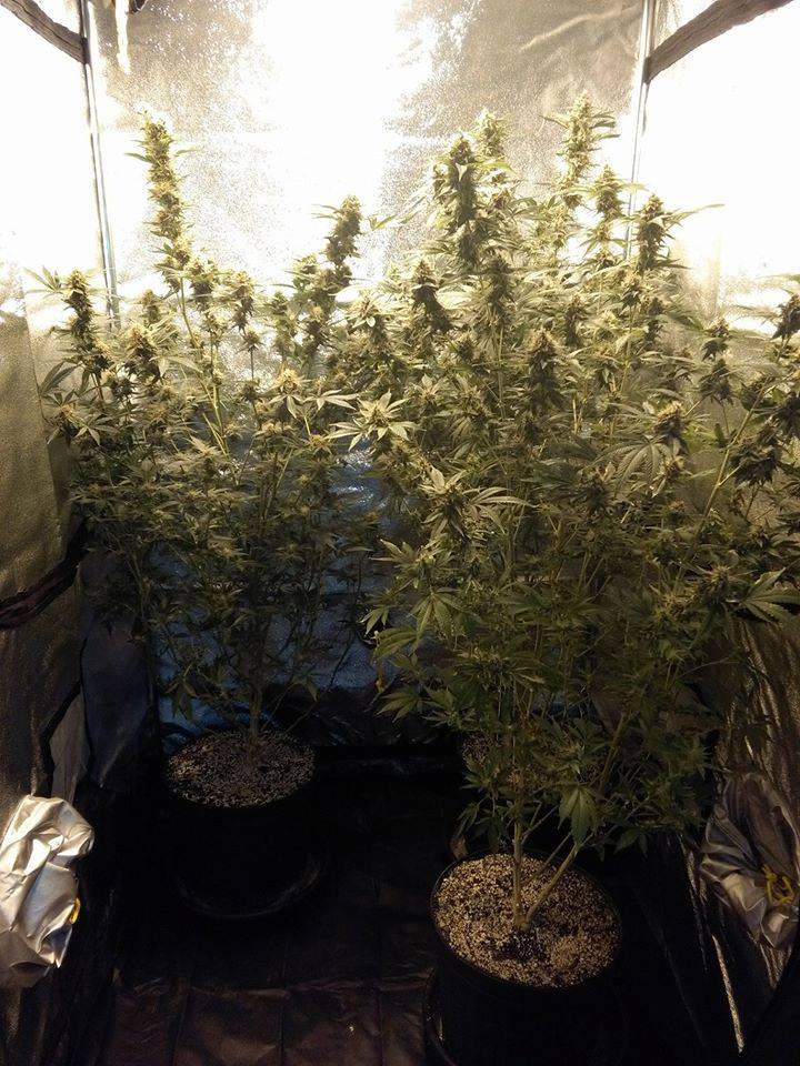 Cannabis stalks in a tent.
