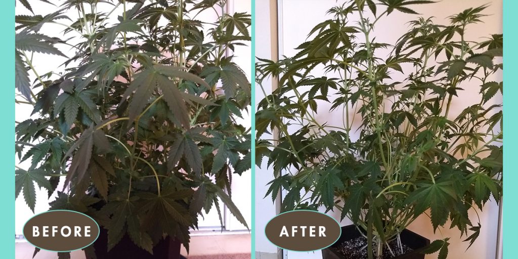 DEFOLIATING FOR AIRFLOW: BEFORE AND AFTER