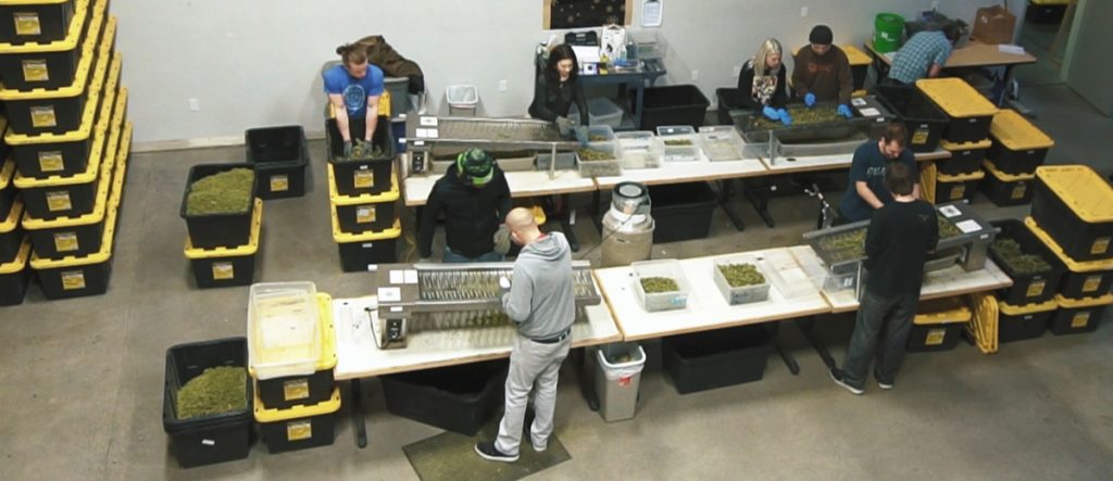 Workers at Nectar cannabis trimming and placing cannabis.