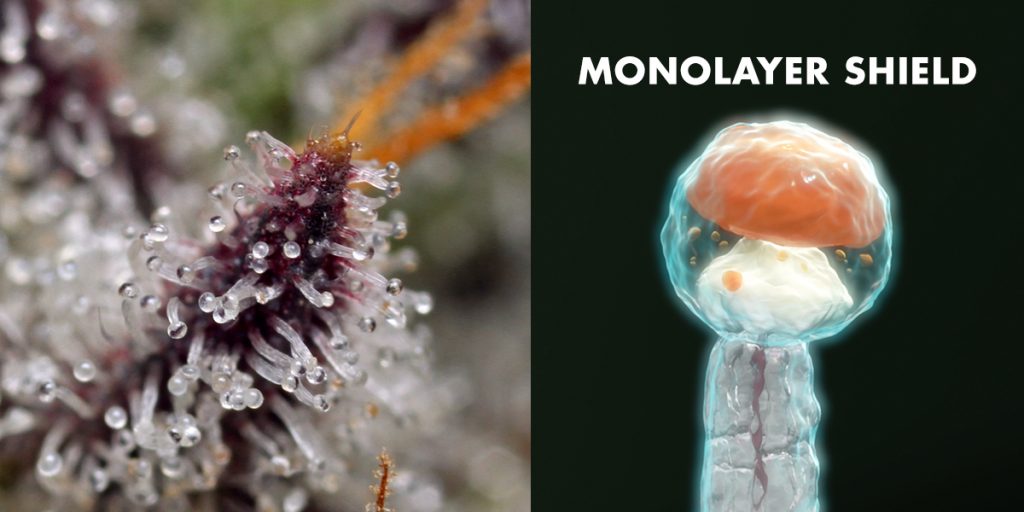 Shown left: Up close shot of cannabis that shows the trichomes. Shown right: view of a trichome in the molecular state that shows the monolayer shield of moisture created by Boveda.