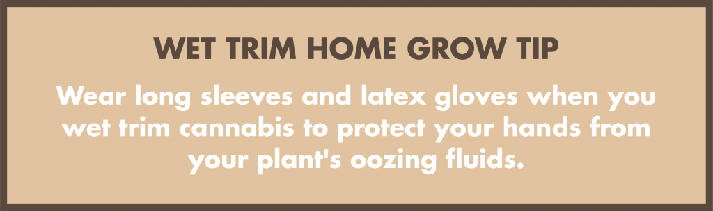 Wear long sleeves and latex gloves when you wet trim cannabis to protect your hands from your plant's oozing fluids. 
