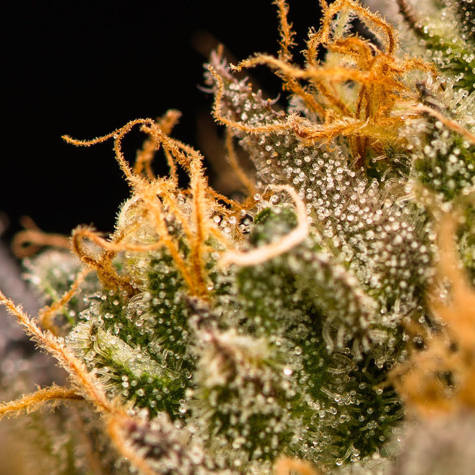 balls known as trichomes. Trichomes are where THC, terpenes and other cannabinoids form. While growing and freshly cut, the trichome is delicate as is the thin “skin” that protects its contents.  Cannabis starts to degrade immediately after harvest. Wet-trimmed flower dries quickly—in two to five days—because you’re fully exposing those naked buds to oxygen and the natural process of evaporation.  So it’s important to keep an eye on the bud’s moisture content or you'll damage your delicate trichomes. 