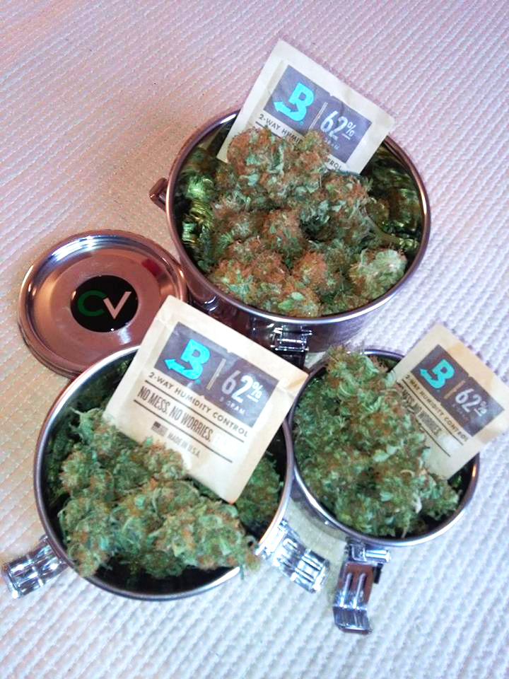 Cannabis stored in Cvaults protected with Boveda. SAVE YOUR TERPS: CURE FLOWER FROM 30-60 DAYS IN AN AIRTIGHT CONTAINER WITH BOVEDA, THE ORIGINAL TERPENE SHIELD.