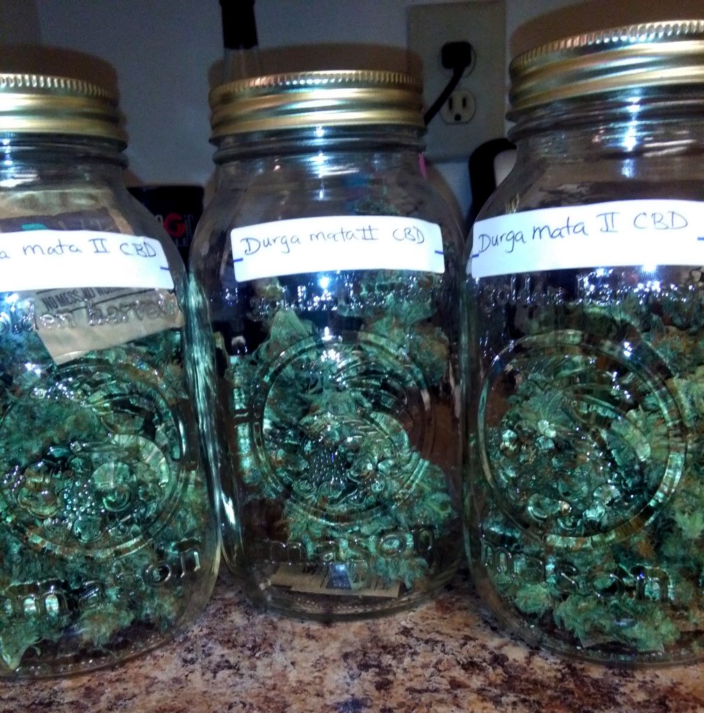 Jars full of cannabis protected with Boveda. If I would have cured flower that dry without a terpene shield like Boveda, I would have permanently destroyed terpenes and trichomes.