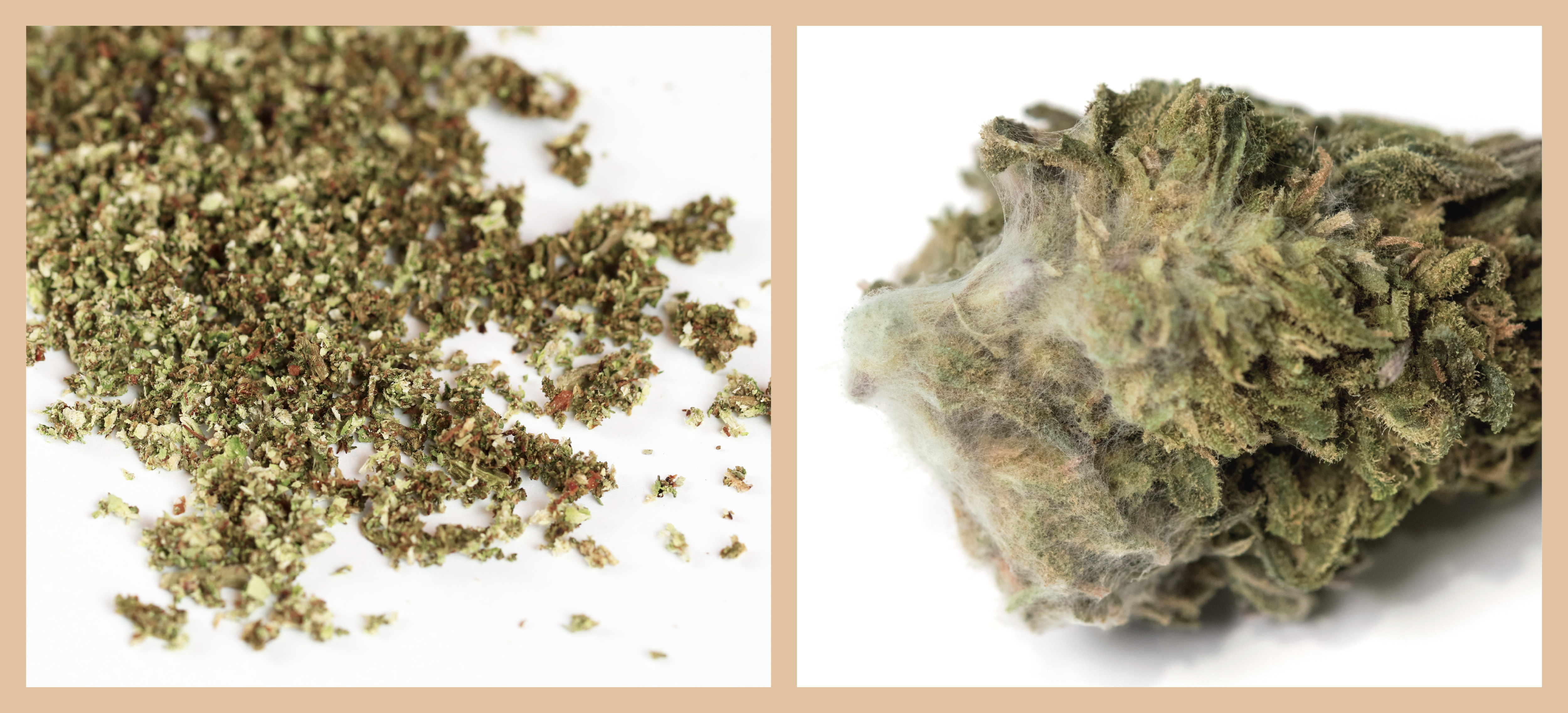 Dry, crumbly unprotected cannabis and moldy cannabis. Dry verse moldy cannabis flower.