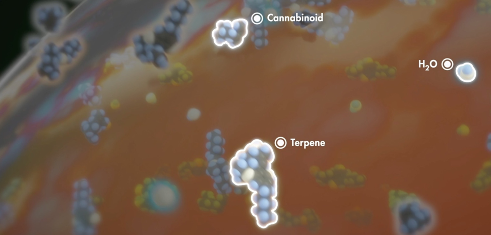 Illustration of cannabinoids, terpenes and H2O evaporating from the trichome.
