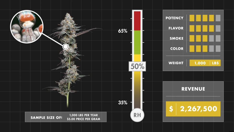 Cannabis stored at 50% RH. Even within that optimal RH range where cannabis flower realizes its full potential, there are still tens of thousands of dollars to be gained from precisely maintained RH. Additionally, cannabis in the optimal humidity range maximizes all the qualities that attract and retain customers.