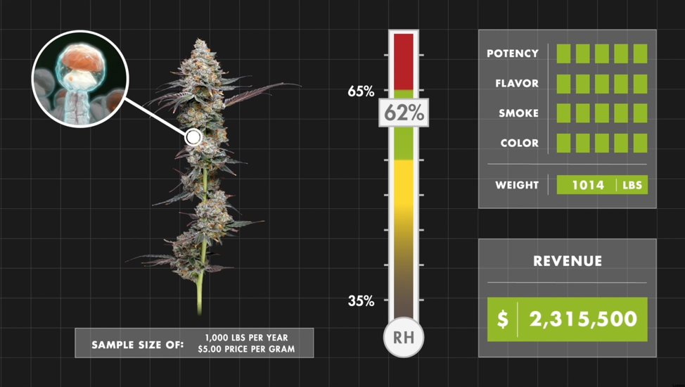 Cannabis stored at 62% RH. Even within that optimal RH range where cannabis flower realizes its full potential, there are still tens of thousands of dollars to be gained from precisely maintained RH. Additionally, cannabis in the optimal humidity range maximizes all the qualities that attract and retain customers.