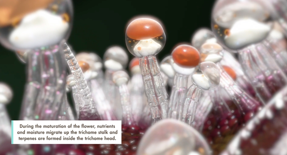 During the maturation of the flower, nutrients and moisture migrate up the trichome stalk and terpenes are formed inside the trichome head.