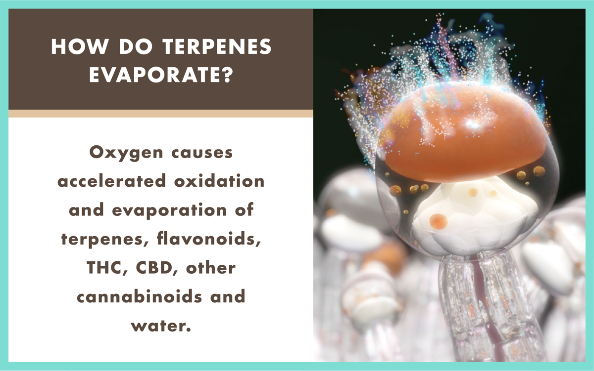 Illustration showing how oxygen causes evaporation of terpenes and damage to cannabinoids when marijuana is not protected by Boveda.