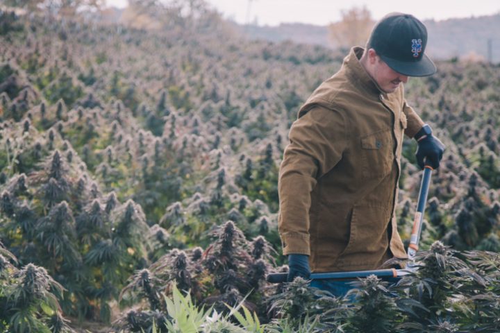 Man in field cultivating cannabis.
