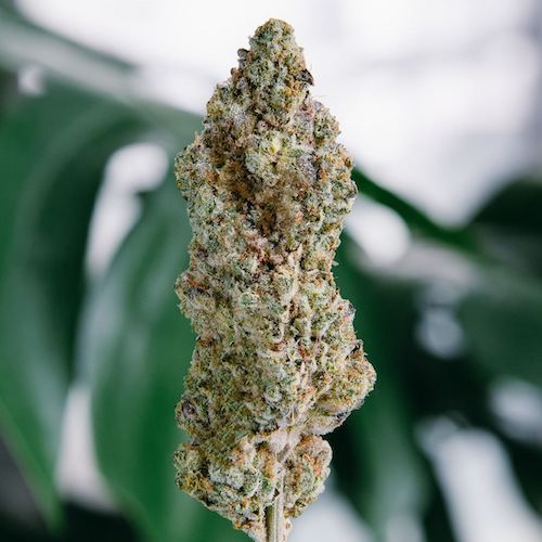 Cannabis flower.