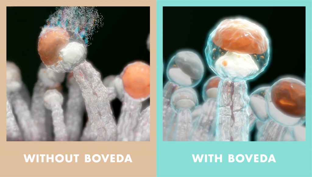 terpenes without and with boveda