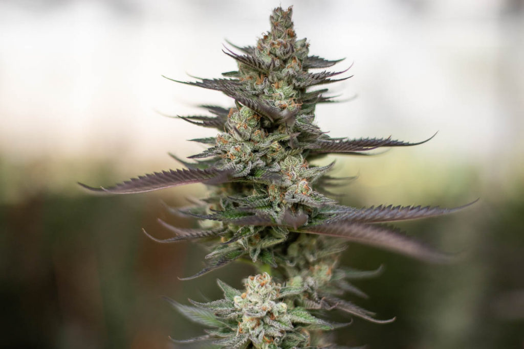 Maggie's Farm keeps trichomes juicy in its Island Spice strain with the original terpene shield. Post-harvest, cultivators cure and store cannabis buds with a terpene shield to coat trichomes in moisture to prevent terps from evaporating.