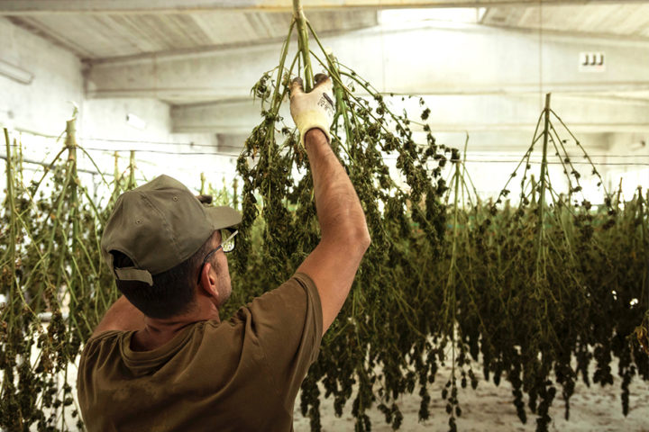 Hang drying to later dry trim hemp. Save the Terps with Boveda.
