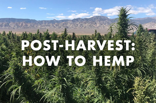 How to Dry, Cure & Store Smokable Hemp Flower