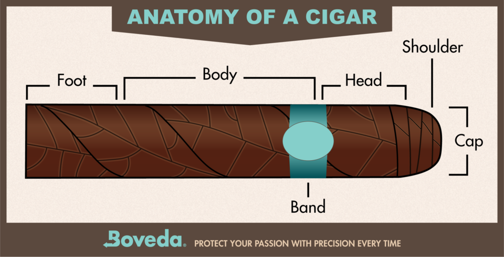 Learn how to cut a cigar, this Boveda graphic shows the parts of a cigar: foot, body, head, shoulder and cap