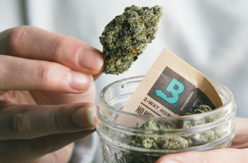 I Took the Boveda Challenge and Here’s What I Learned about Cannabis