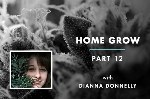 Home Grow #12: 3 Reasons to Flush Cannabis Pre-Harvest