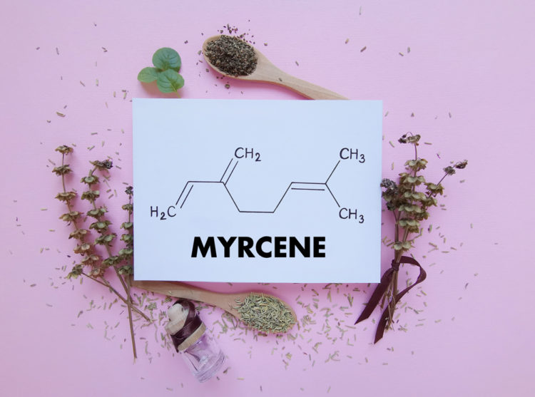 Boveda Terpene Spotlight: Myrcene - Boveda® New Official-Site
