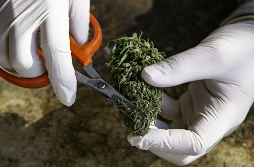 A cannabis cultivator is trimming buds. Use Boveda for trim for the most efficient and reliable way to keep your trim in top shape for processing. 