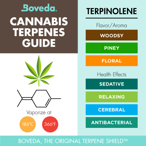 terpinolene terpene guide infographic