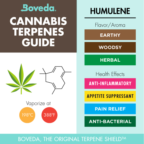 humulene terpene info chart - flavor/aroma and health effects