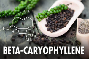 Beta-Caryophyllene Terpene - Boveda Terpene Spotlight