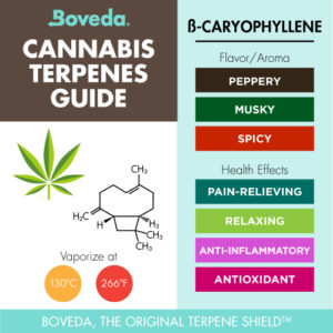 Beta-Caryophyllene Terpene - Boveda Terpene Spotlight