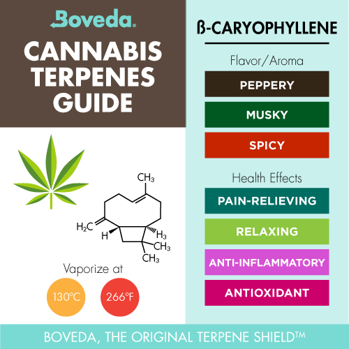 Beta- caryophyllene terpene infographic including flavor/aroma and health effects